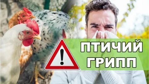 Птичий грипп – что это и как от него защититься.